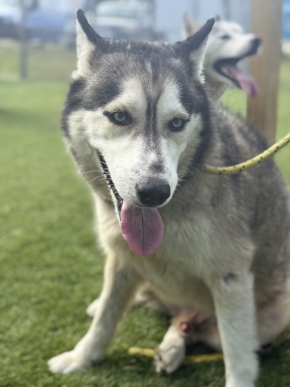 Koda