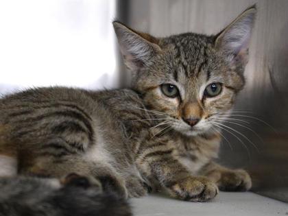 Animal Image