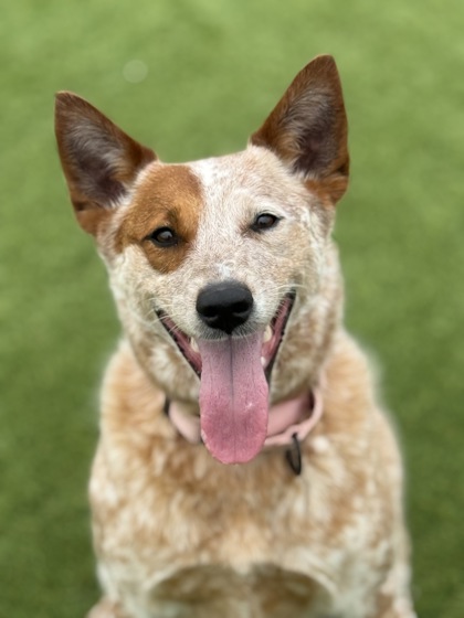 Animal Image