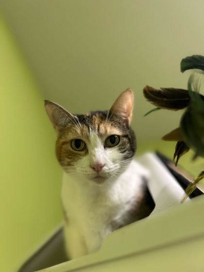 Animal Image