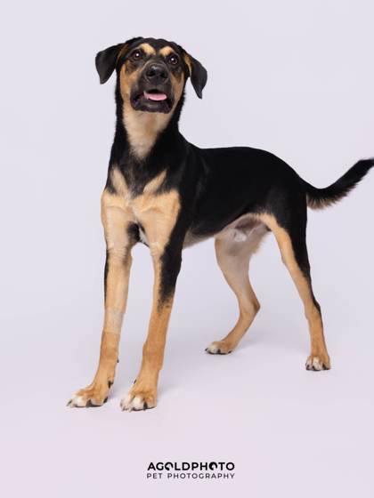 Animal Image
