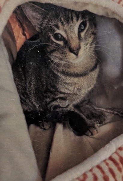 Animal Image