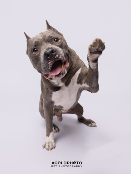Animal Image