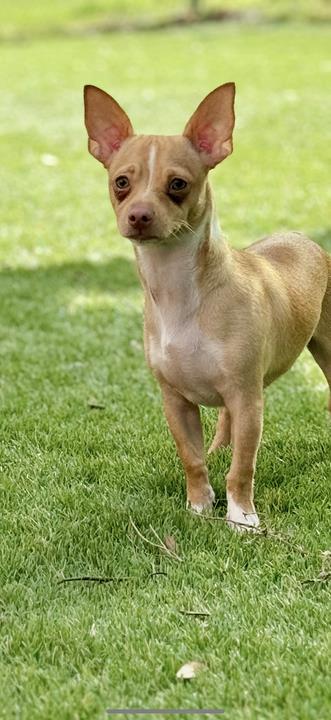 Animal Image