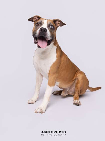 Animal Image