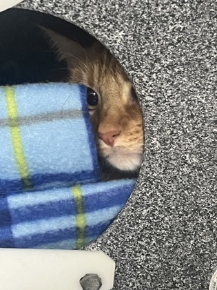 Animal Image