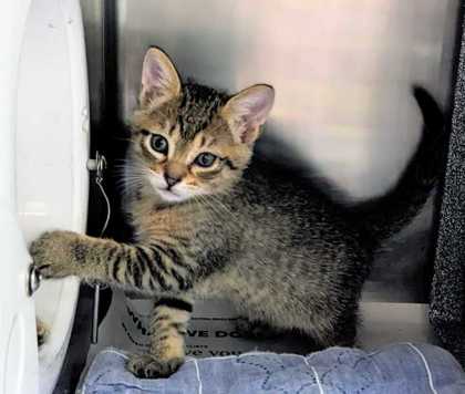 Animal Image