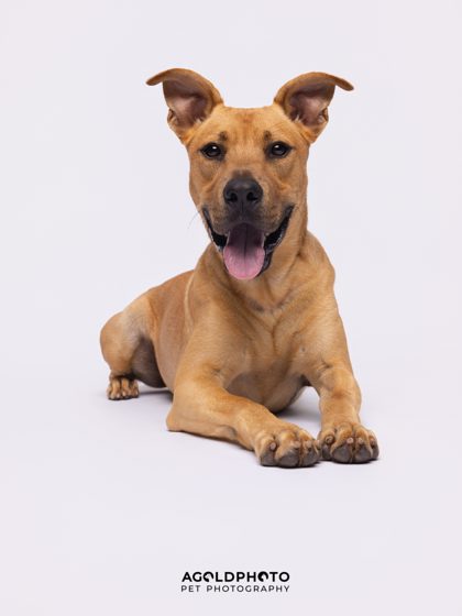 Animal Image