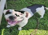 Animal Image