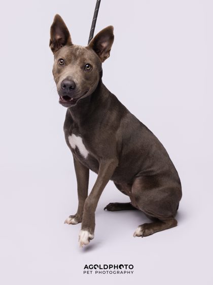Animal Image
