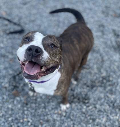 Soggy Doggy Swim 2021 - Fredericksburg SPCA