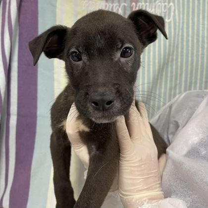 Dog for adoption - Bronco, a Pit Bull Terrier in Foster, OR