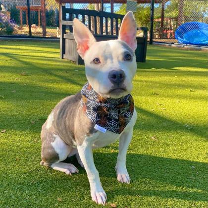 Lincoln Military Housing opens Bark Park for four-legged friends