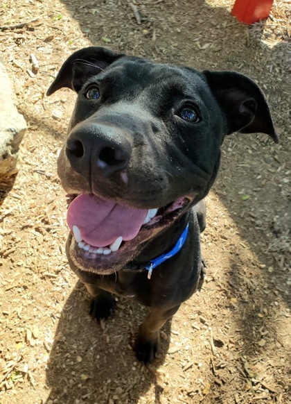 Dog for adoption - Bronco, a Pit Bull Terrier in Foster, OR