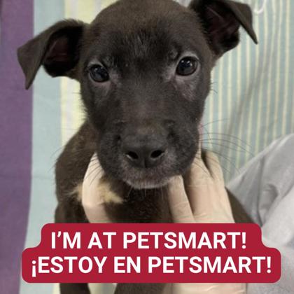 Three-day adoption event at PetSmart locations in San Antonio