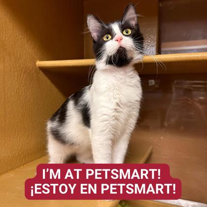 Small Dogs, Cats and Kittens up for Adoption at PetSmart on Saturday