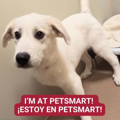 Petsmart Is hosting A Pet Adoption Event Saturday In Lawton