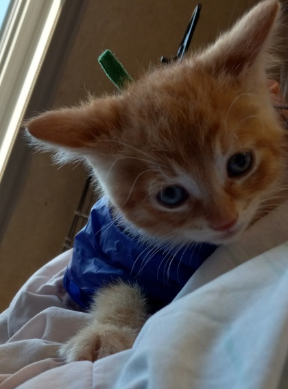 Braxton