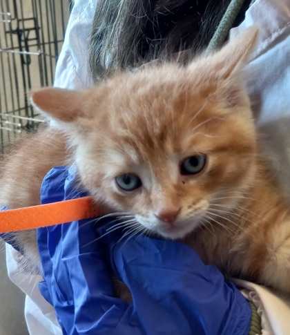 Bowie