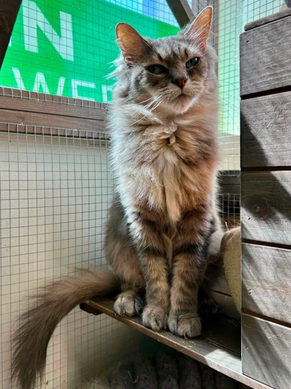 Junipurr