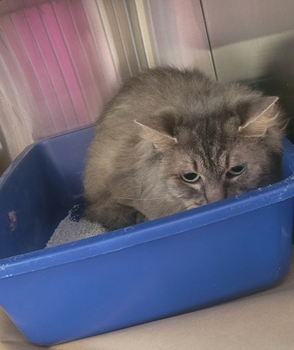 Junipurr