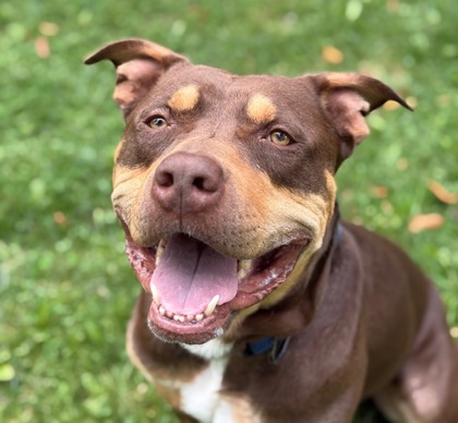 Goofy