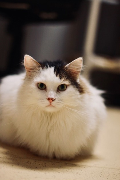 Felix