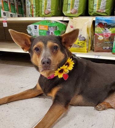 Shari Lynette Sarah Pets Almost Home Foundation