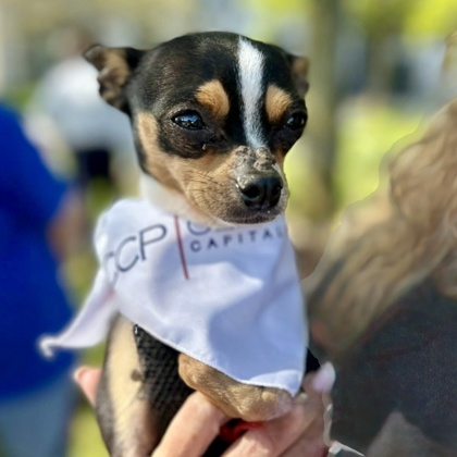 Pixie photo