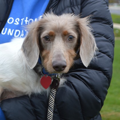 Rocket(Bonded with Jacky) photo