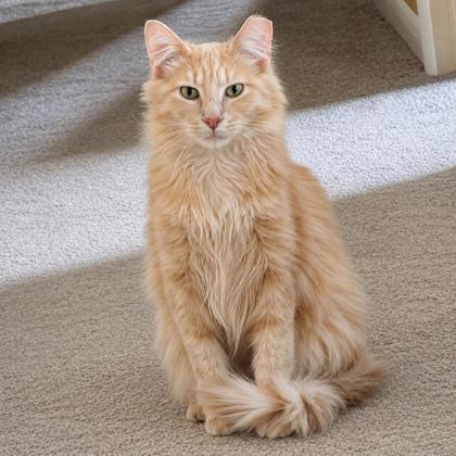 Crouton photo