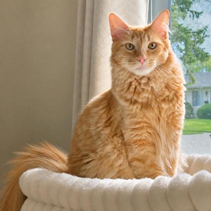 Reeses photo