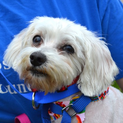 Ivory (bonded w/Ebony) photo