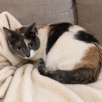 Callie photo