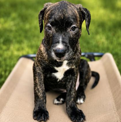 Apollo photo