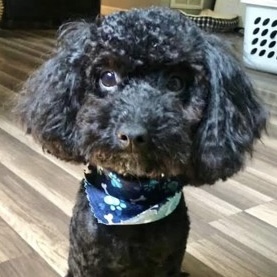 Brigsby (Bonded with Lil Oscar) photo