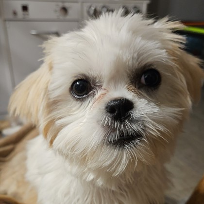 Anna (Bonded with Elsa) photo