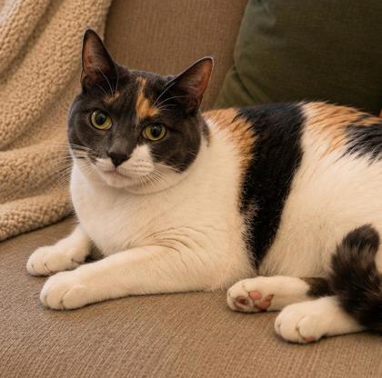 Callie photo