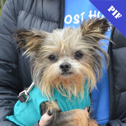 Benny+(bonded with Bitsy) photo