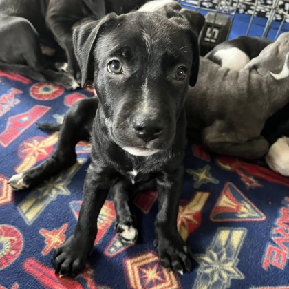 Stella photo