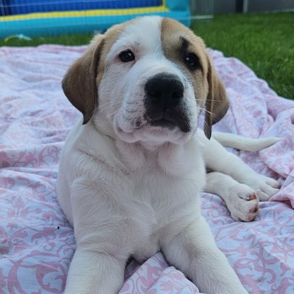 Andy photo