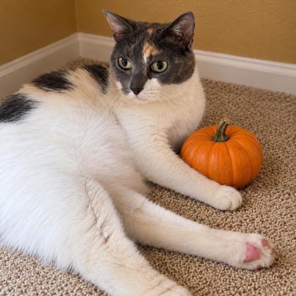 Callie photo