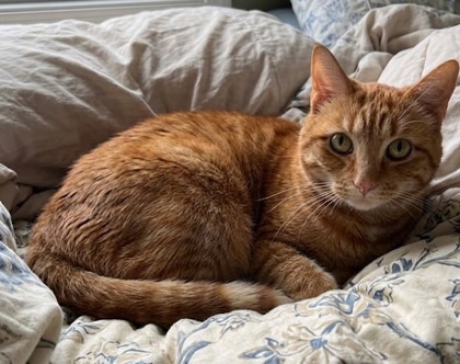 Lulu photo