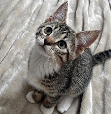 Lily photo