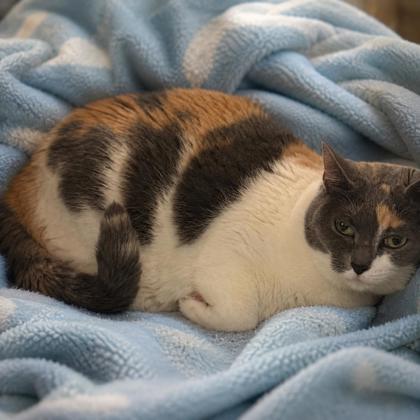Callie photo