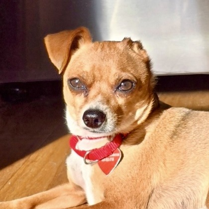 Brutus photo