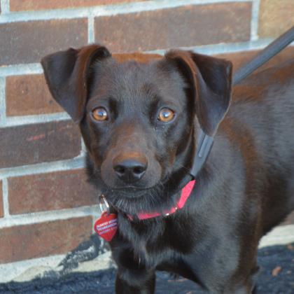 Matrix Pets Almost Home Foundation