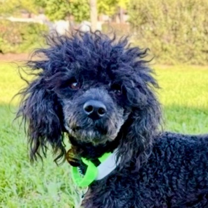 Laurel (Bonded with Hardy) photo