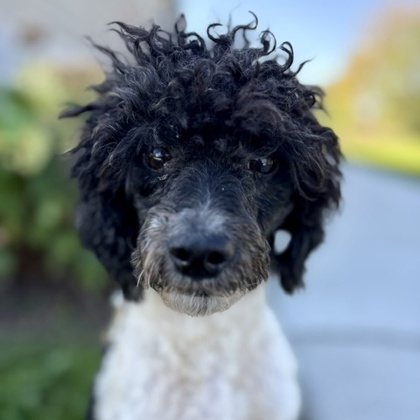 Hardy (Bonded with Laurel) photo