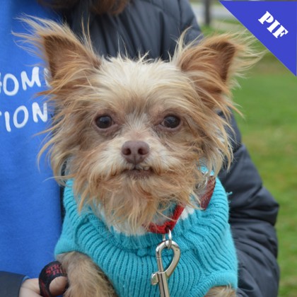 Bitsy+(bonded with Benny) photo